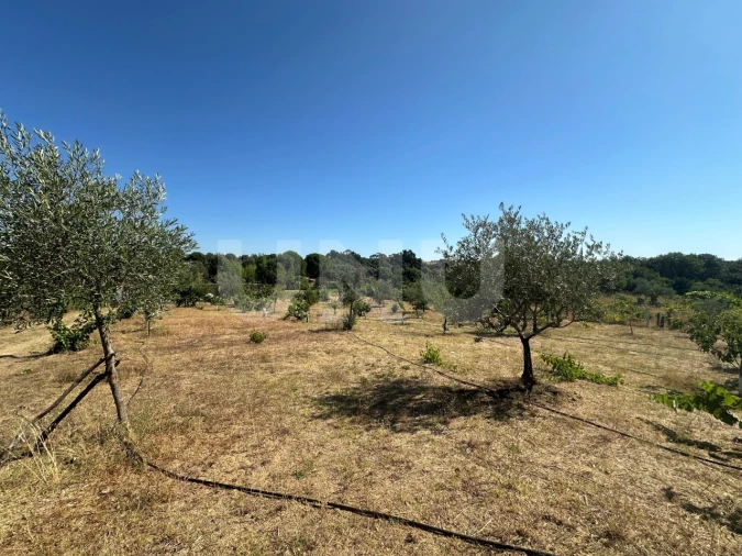 Quinta T1 para Venda em Escalos de Cima e Lousa Foto 6