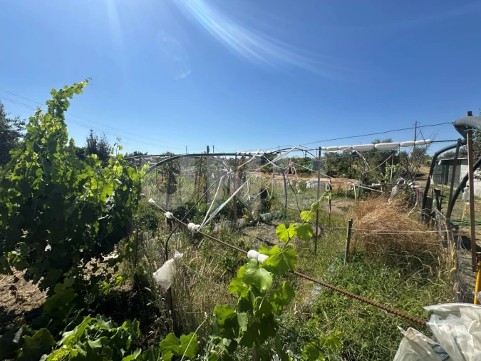 Quinta T1 para Venda em Escalos de Cima e Lousa Foto 22