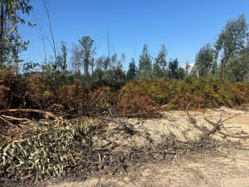 Terreno para Venda em Cacia