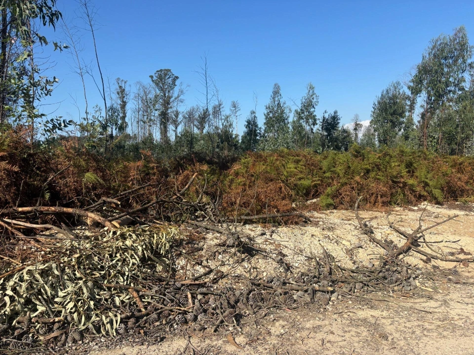 Terreno para Venda em Cacia Foto 1