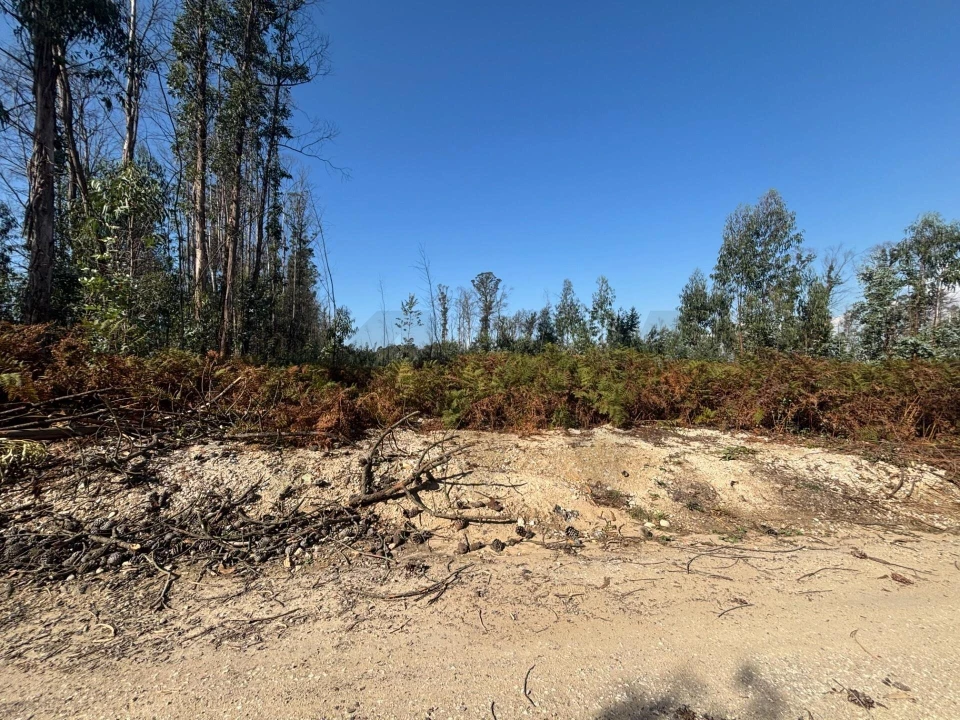 Terreno para Venda em Cacia Foto 2
