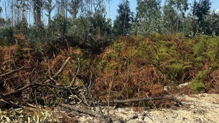 Terreno para Venda em Cacia