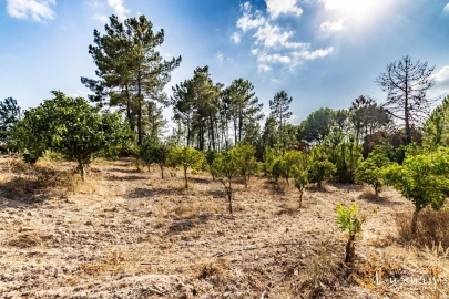 Quinta T5 para Venda em Benavente