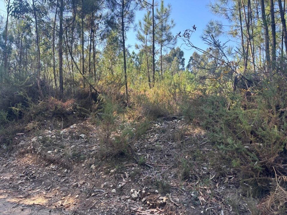 Terreno para Venda em Cacia Foto 2