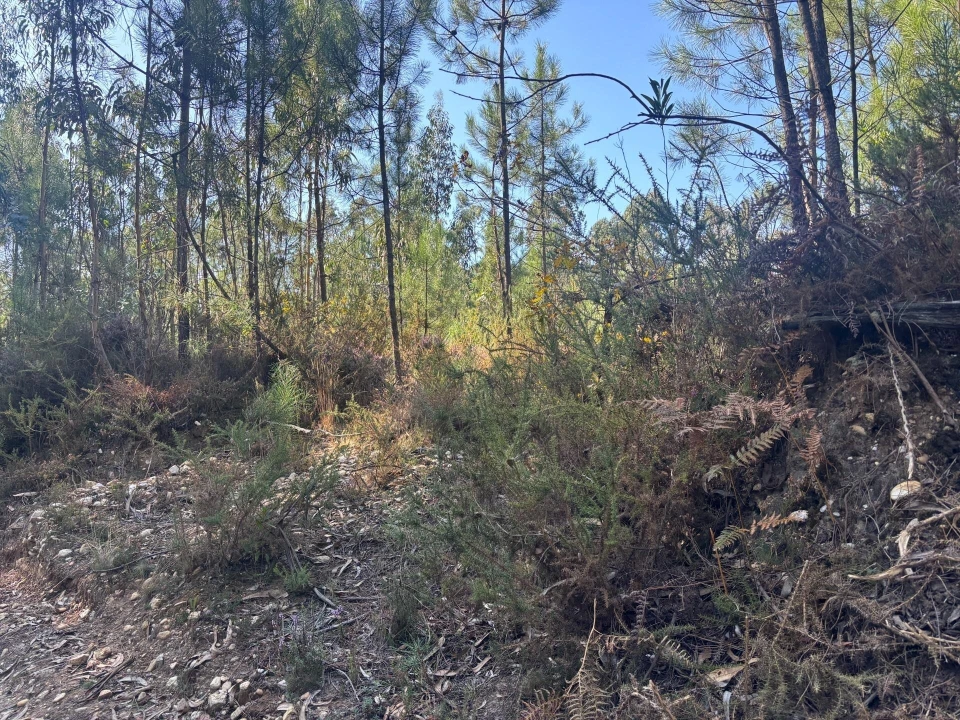 Terreno para Venda em Cacia Foto 1