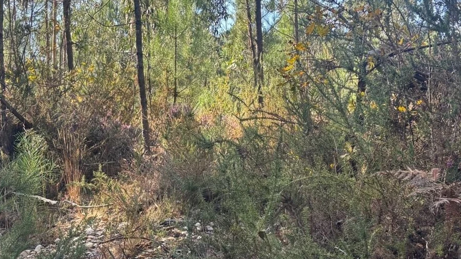 Terreno para Venda em Cacia