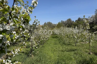 Terreno para Venda em Anreade e São Romão de Aregos