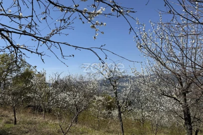 Terreno para Venda em Anreade e São Romão de Aregos