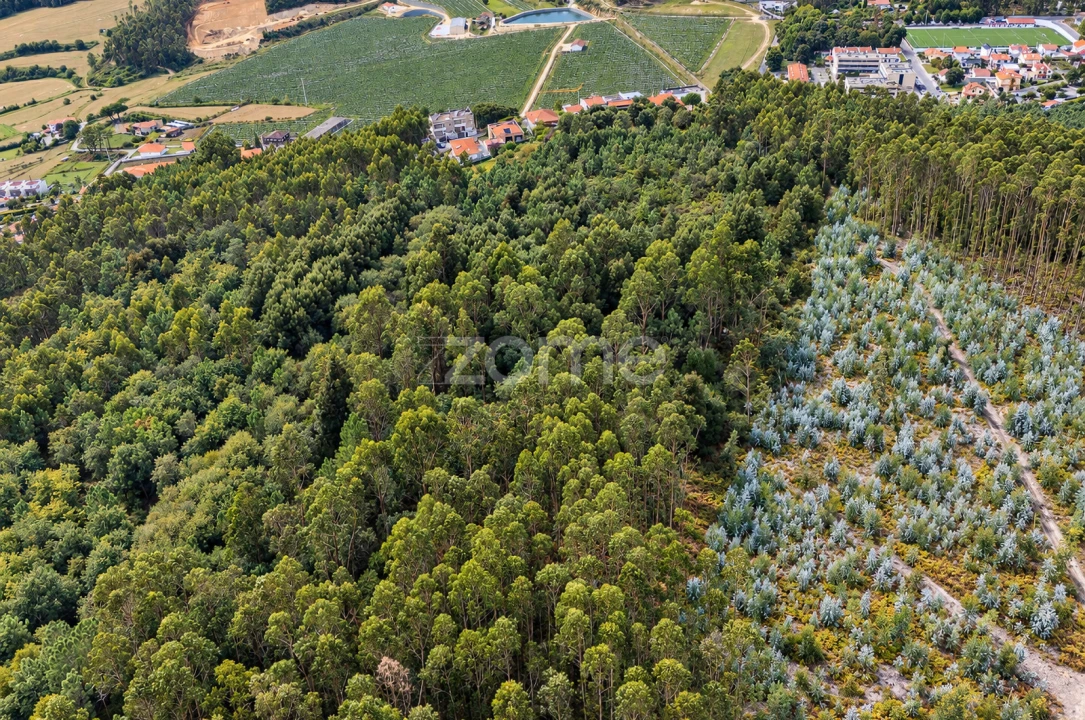 Terreno para Venda em Tamel (Santa Leocádia) e Vilar do Monte Foto 10