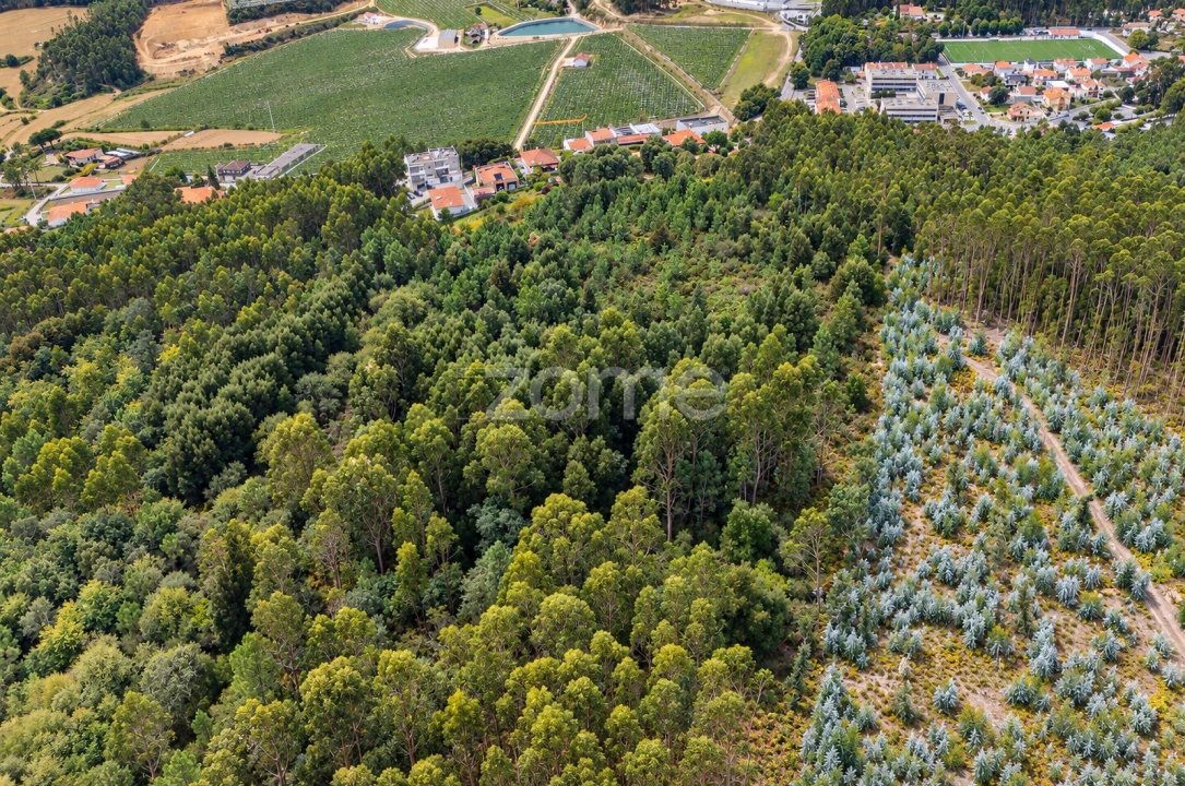 Terreno para Venda em Tamel (Santa Leocádia) e Vilar do Monte Foto 9
