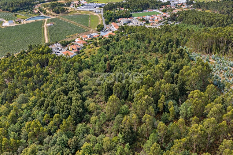 Terreno para Venda em Tamel (Santa Leocádia) e Vilar do Monte Foto 8