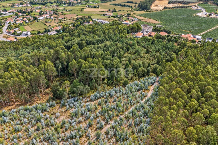 Terreno para Venda em Tamel (Santa Leocádia) e Vilar do Monte Foto 11