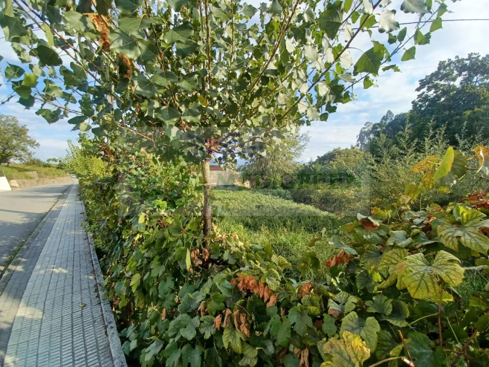 Terreno para Venda em Sever do Vouga Foto 4