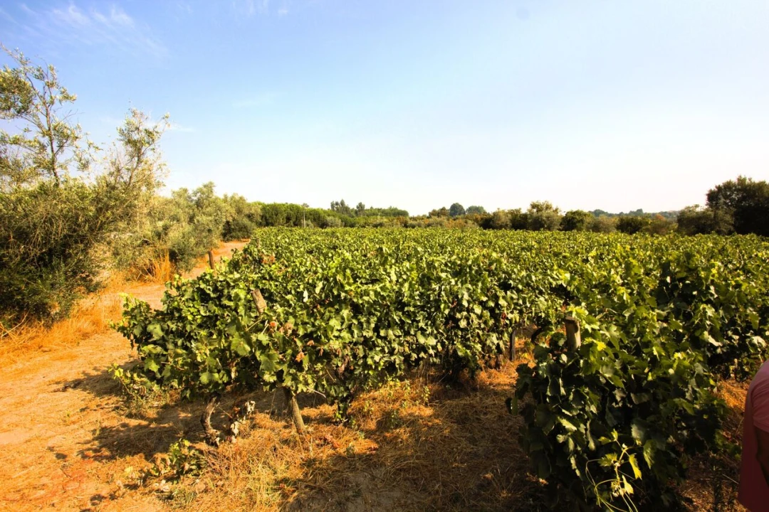 Terreno para Venda em Vilar Seco Foto 1