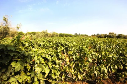 Terreno para Venda em Vilar Seco