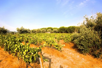 Terreno para Venda em Vilar Seco