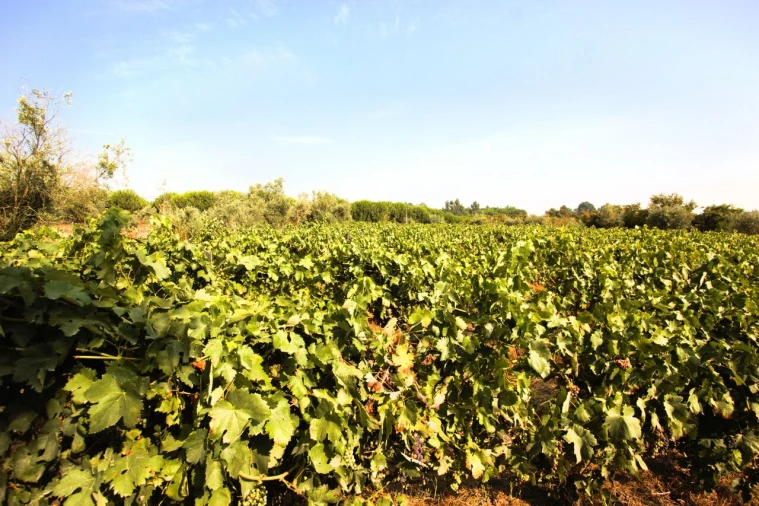 Terreno para Venda em Vilar Seco Foto 2