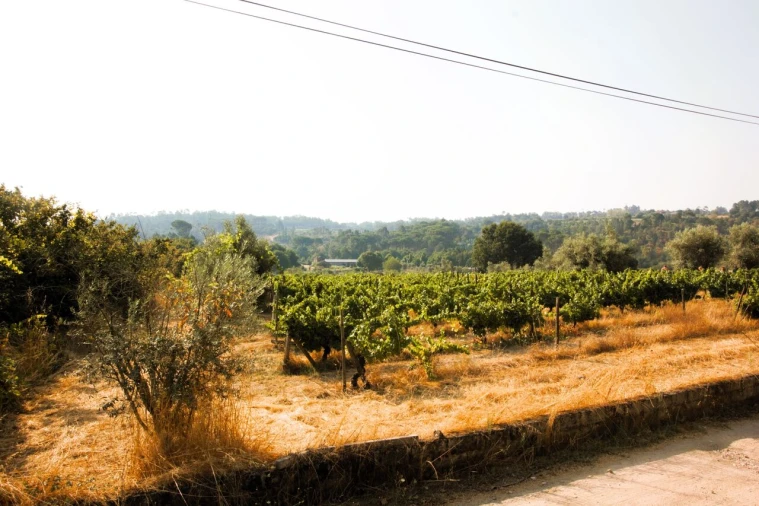 Terreno para Venda em Vilar Seco Foto 5
