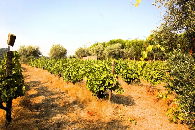 Terreno para Venda em Vilar Seco Foto 8