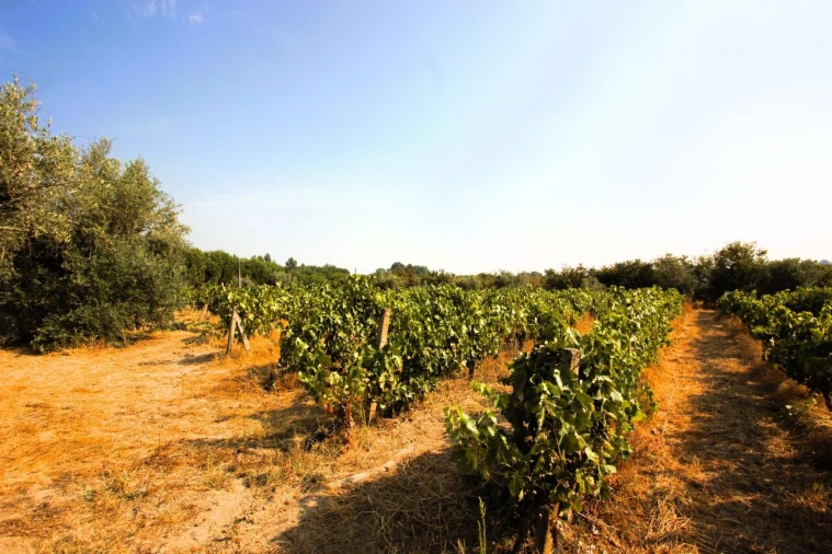 Terreno para Venda em Vilar Seco Foto 12
