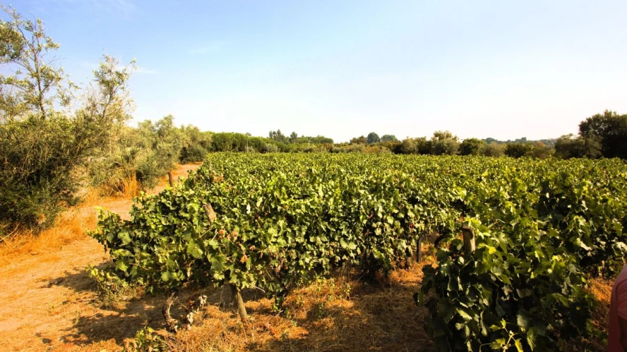 Terreno para Venda em Vilar Seco