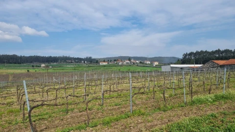 Terreno para Venda em Chorente, Góios, Courel, Pedra Furada e Gueral