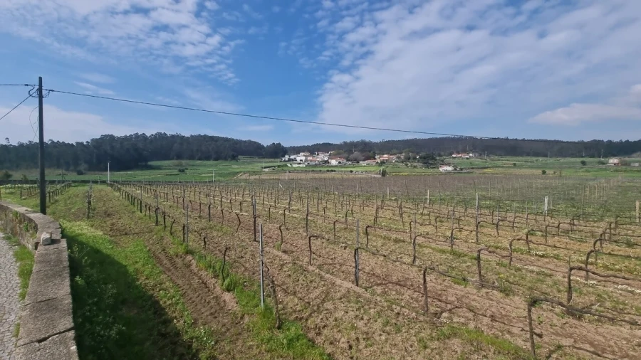 Terreno para Venda em Chorente, Góios, Courel, Pedra Furada e Gueral Foto 16