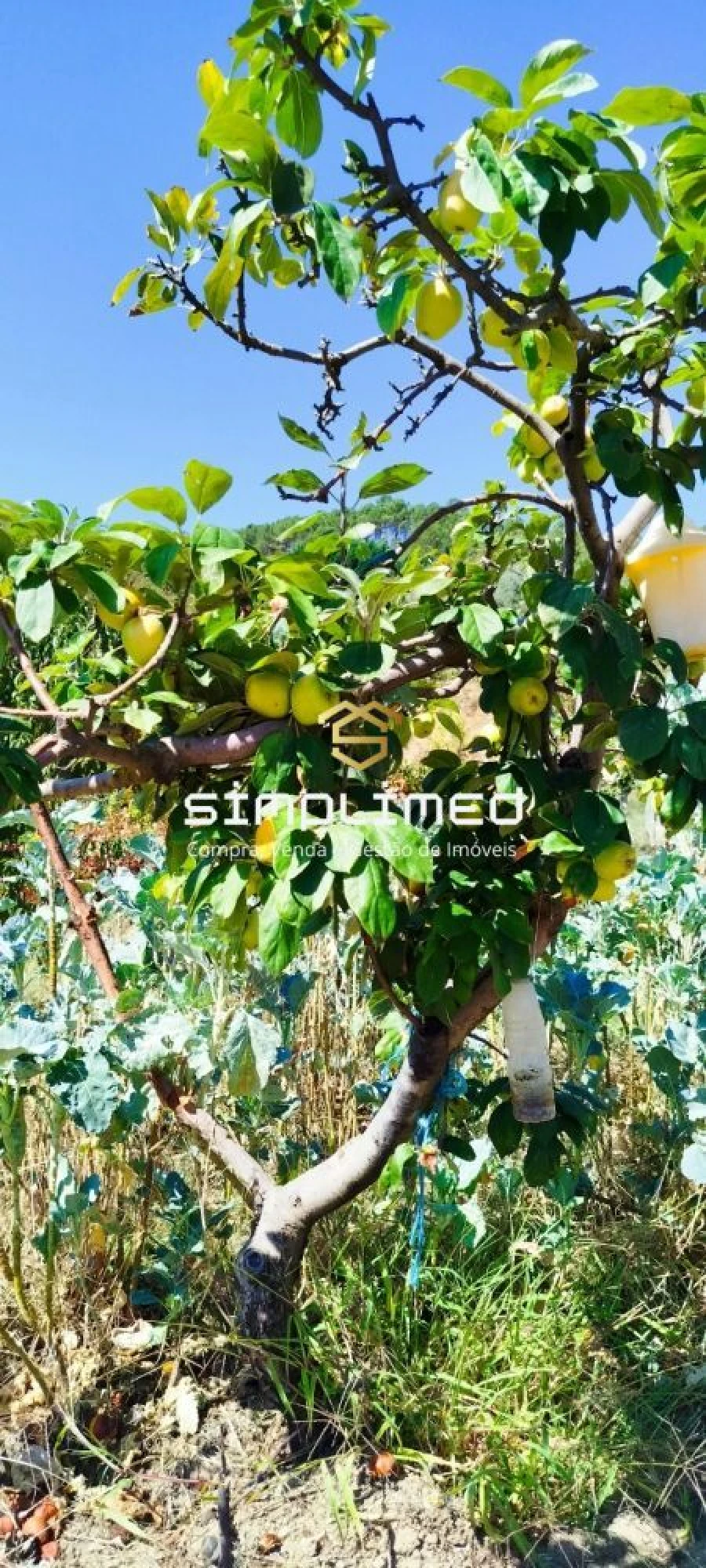 Quinta para Venda em Teixoso e Sarzedo Foto 15