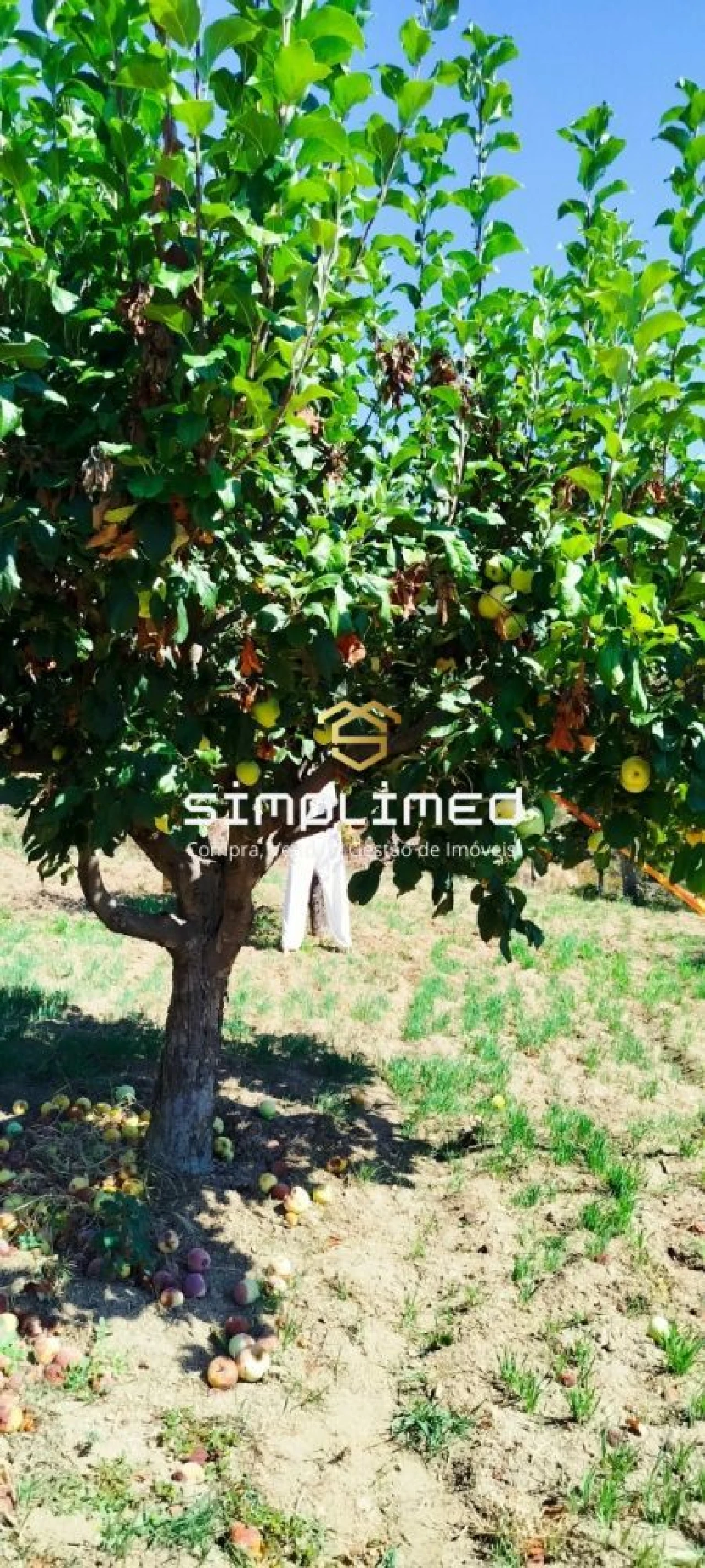 Quinta para Venda em Teixoso e Sarzedo Foto 14