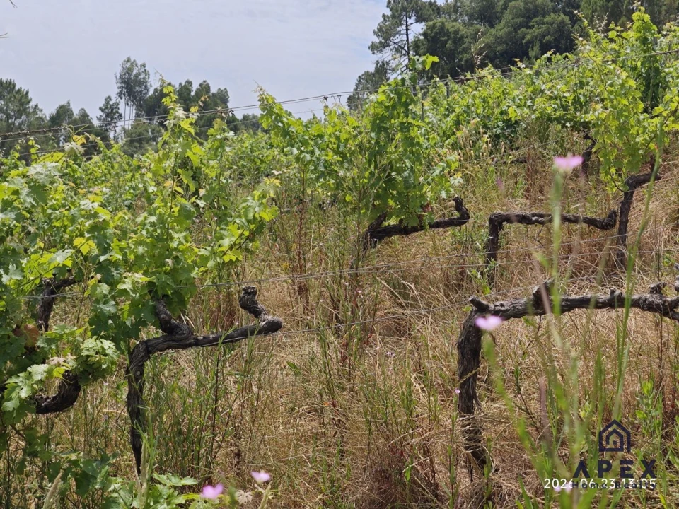 Quinta T4 para Venda em Carvoeira e Carmões Foto 18