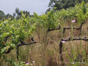 Quinta T4 para Venda em Carvoeira e Carmões