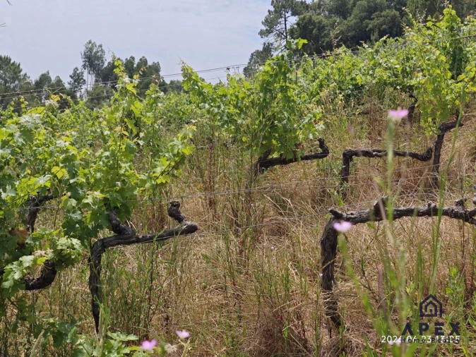 Quinta T4 para Venda em Carvoeira e Carmões Foto 18