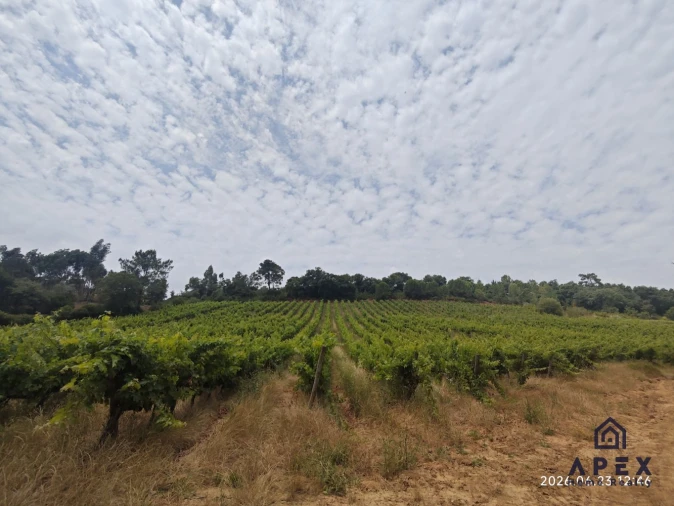 Quinta T4 para Venda em Carvoeira e Carmões Foto 13