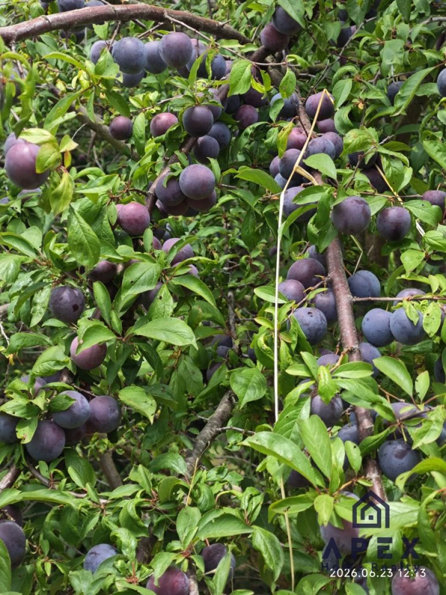 Quinta T4 para Venda em Carvoeira e Carmões Foto 7