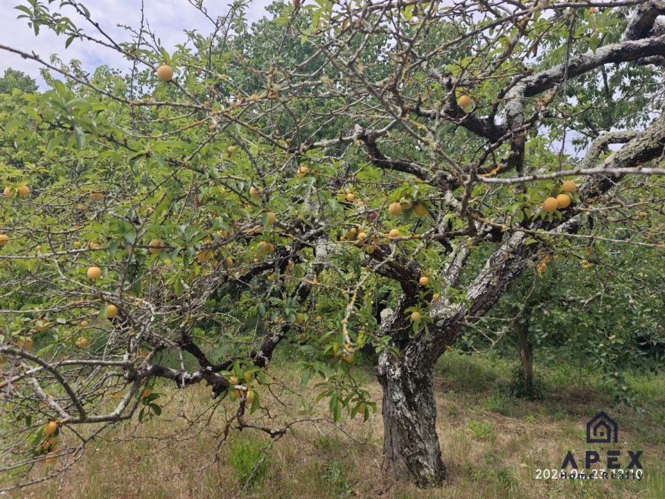 Quinta T4 para Venda em Carvoeira e Carmões Foto 8