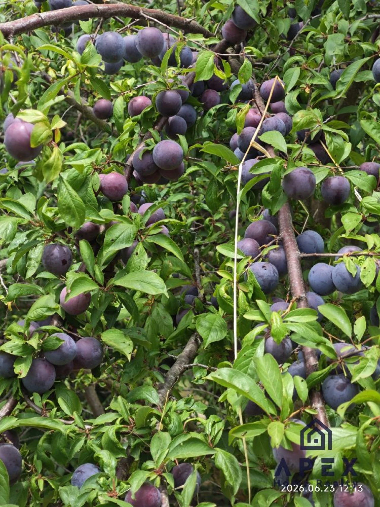 Quinta T4 para Venda em Carvoeira e Carmões Foto 7