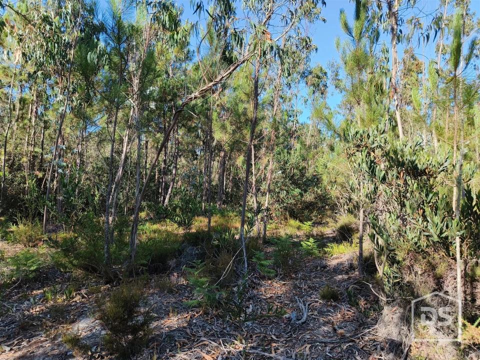 Terreno Agricola ou Rústico para Venda em Moinhos de Gandara Foto 10