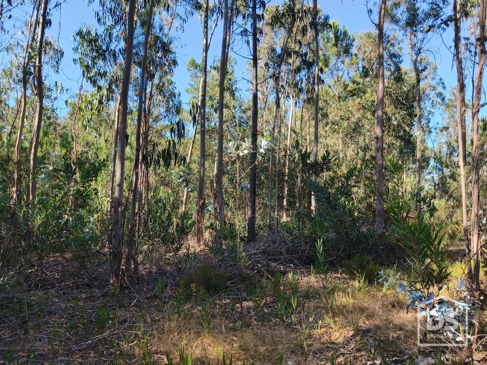 Terreno Agricola ou Rústico para Venda em Moinhos de Gandara Foto 1