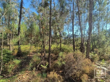 Terreno Agricola ou Rústico para Venda em Moinhos de Gandara