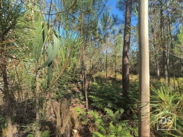 Terreno Agricola ou Rústico para Venda em Moinhos de Gandara