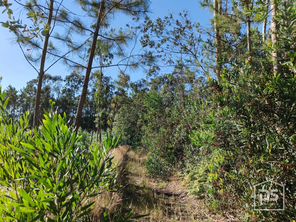 Terreno Agricola ou Rústico para Venda em Moinhos de Gandara Foto 4