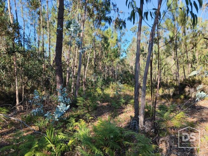 Terreno Agricola ou Rústico para Venda em Moinhos de Gandara Foto 9