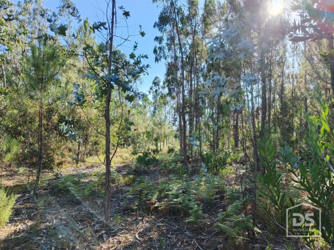 Terreno Agricola ou Rústico para Venda em Moinhos de Gandara Foto 7