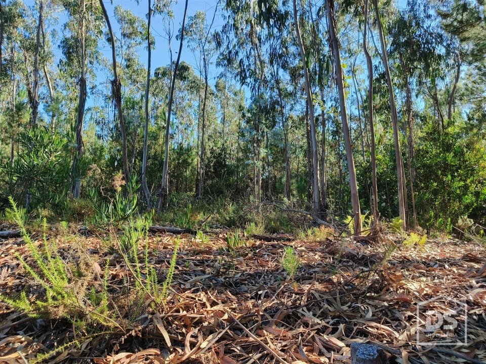 Terreno Agricola ou Rústico para Venda em Moinhos de Gandara Foto 3