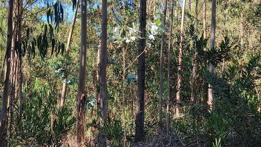 Terreno Agricola ou Rústico para Venda em Moinhos de Gandara