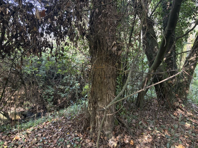 Terreno para Venda em São Felix da Marinha Foto 4