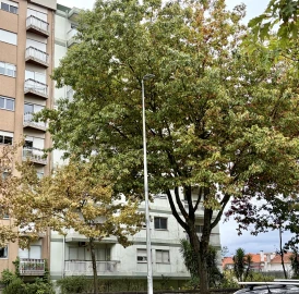 Apartamento T4 para Venda em Paranhos