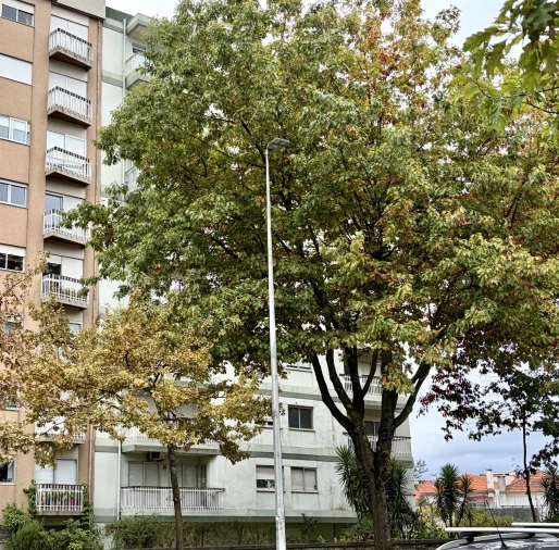 Apartamento T4 para Venda em Paranhos Foto 12