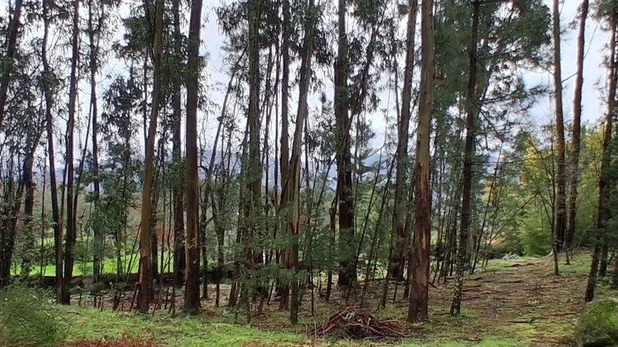 Terreno para Venda em Penhalonga e Paços de Gaiolo