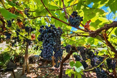 Moradia T2 para Venda em São Vicente